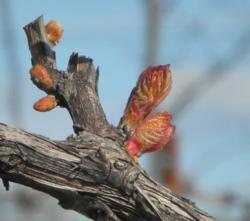 Vineyard Budding Vines